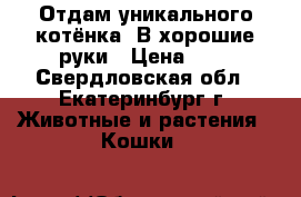 Отдам уникального котёнка .В хорошие руки › Цена ­ 1 - Свердловская обл., Екатеринбург г. Животные и растения » Кошки   